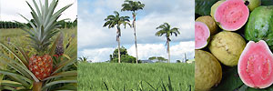 2 Inselkombination Martinique + Guadeloupe