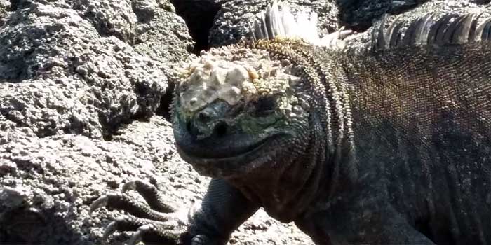 Galapagos Inseln