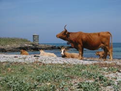 Korsika Urlaub