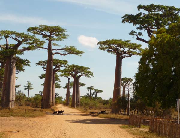La Réunion und Madagaskar