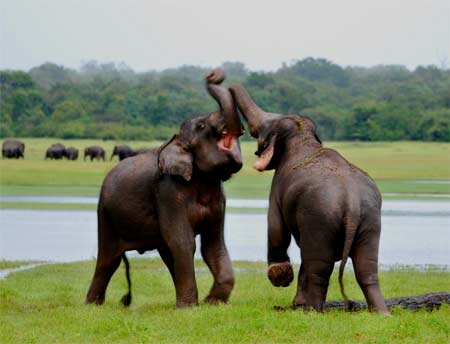 SRI LANKA - AYUBOWAN TOUR
